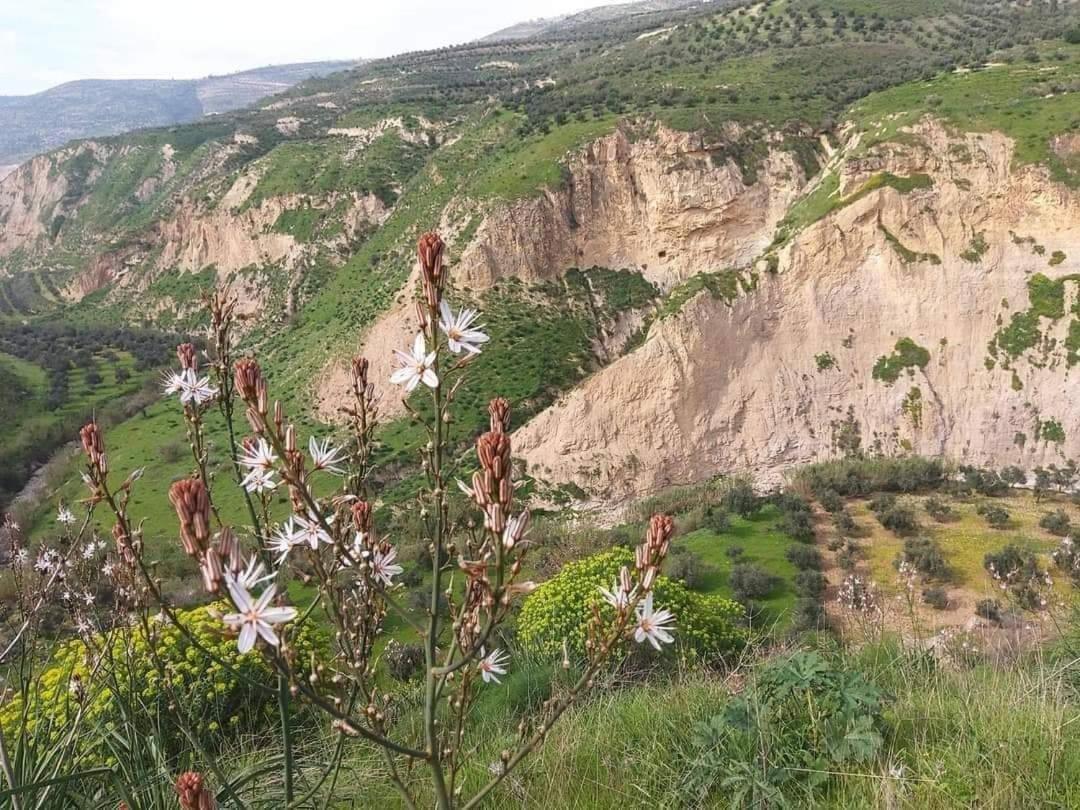 شقة سيلا Irbid Zewnętrze zdjęcie